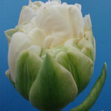 Tulipa Dobrada tardia White Wow