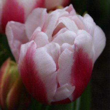 Tulipa Dobrada tardia Wirosa
