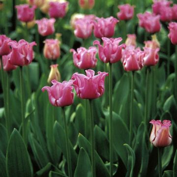 Tulipa Simples tardia Picture