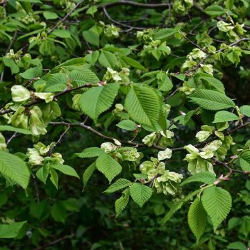 Ulmus glabra