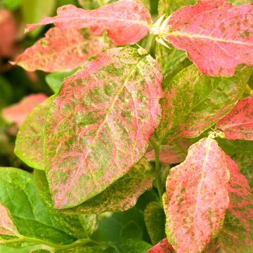 Mirtileiro Flamingo - Vaccinium corymbosum