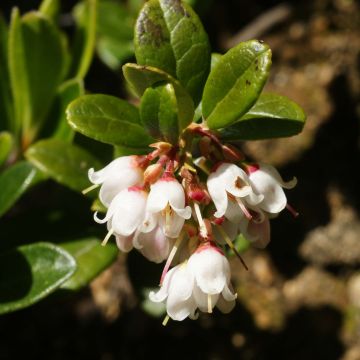 Vaccinium vitis idaea - Arando-vermelho