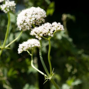 Valeriana officinalis