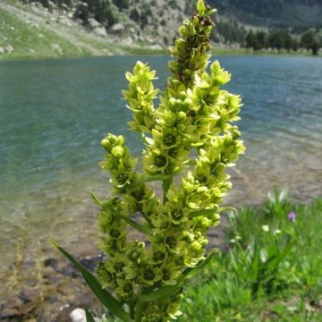 Veratrum album - Veratro-branco