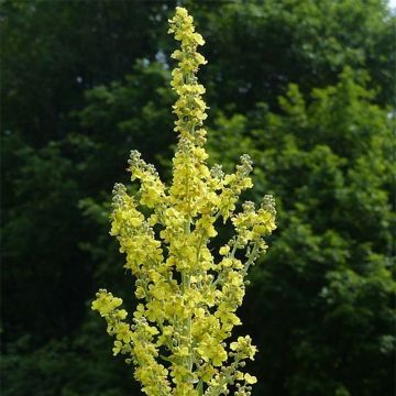 Verbascum olympicum - Molène-de-Olimpo