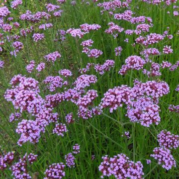 Verbena bonariensis - Verbena de Buenos Aires
