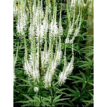 Veronicastrum virginicum var. album