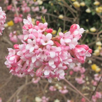 Viburnum bodnantense Dawn - Viburno-de-Bodnant