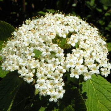Viburnum lantana - Viburno-lantana