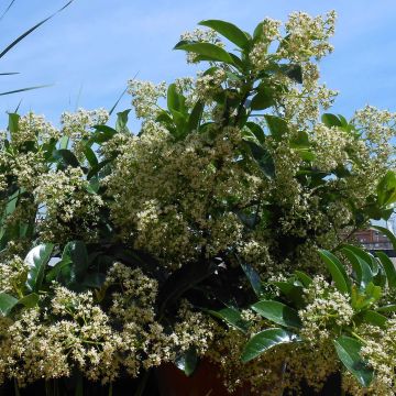 Viburnum lucidum - Folhado