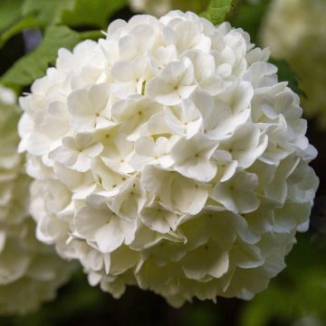 Viburnum opulus Roseum - Bola-de-neve