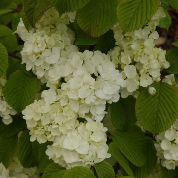 Viburnum plicatum Popcorn - Viburno-do-japão