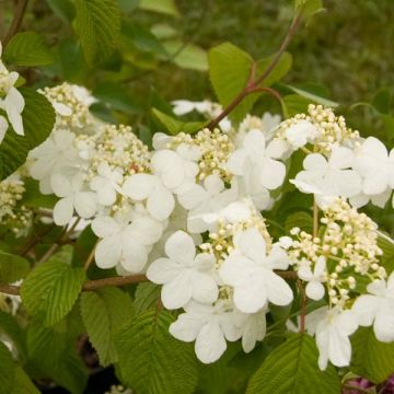 Viburnum plicatum Summer Snow Flake - Viburno-do-japão