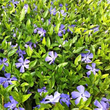 Vinca-menor Josefine®