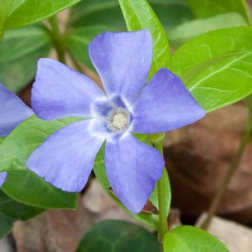 Vinca-menor Marie