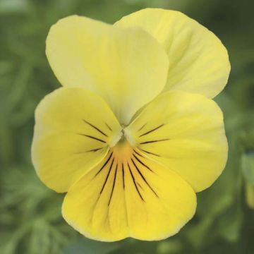 Viola cornuta Amarelo