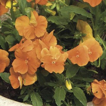 Viola cornuta Laranja