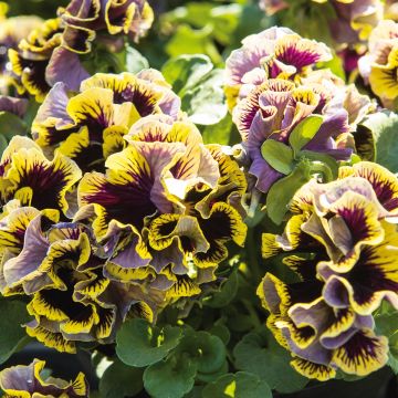 Amor-perfeito Ruffles Dark Heart - Viola x wittrockiana
