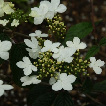 Viburnum plicatum Watanabe - Viburno-do-japão