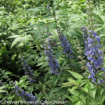 Vitex agnus-castus Blue Didley®
