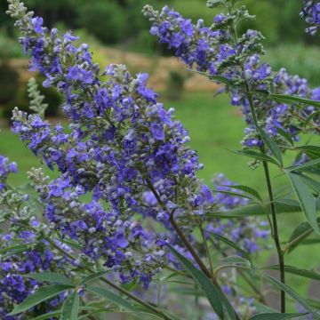Vitex agnus-castus Delta Blues