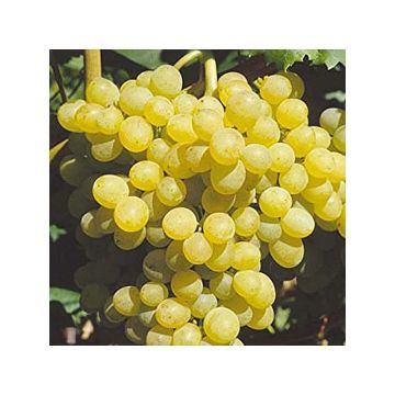 Videira Palatina - Vitis vinifera