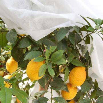 Tela de inverno branca 30 g/m² para invernos moderados