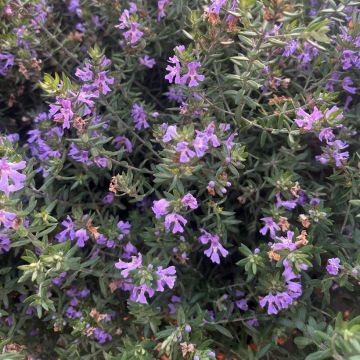 Westringia fruticosa Blue Gem Westringia fruticosa Blue Gem