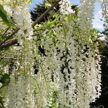 Wisteria floribunda Alba - Glicínia-japonesa