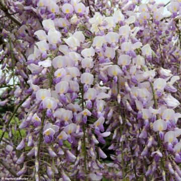 Wisteria Grande Diva Maria - Glicínia