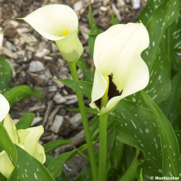 Zantedeschia Black Eyed Beauty
