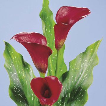 Zantedeschia Red Alert