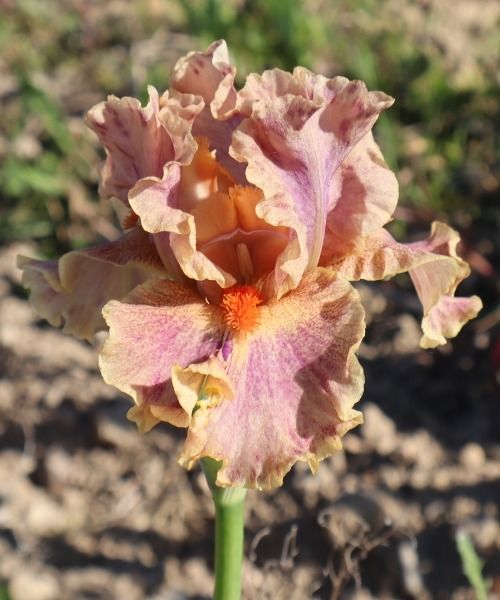 Novidades da IRIS GERMANICA