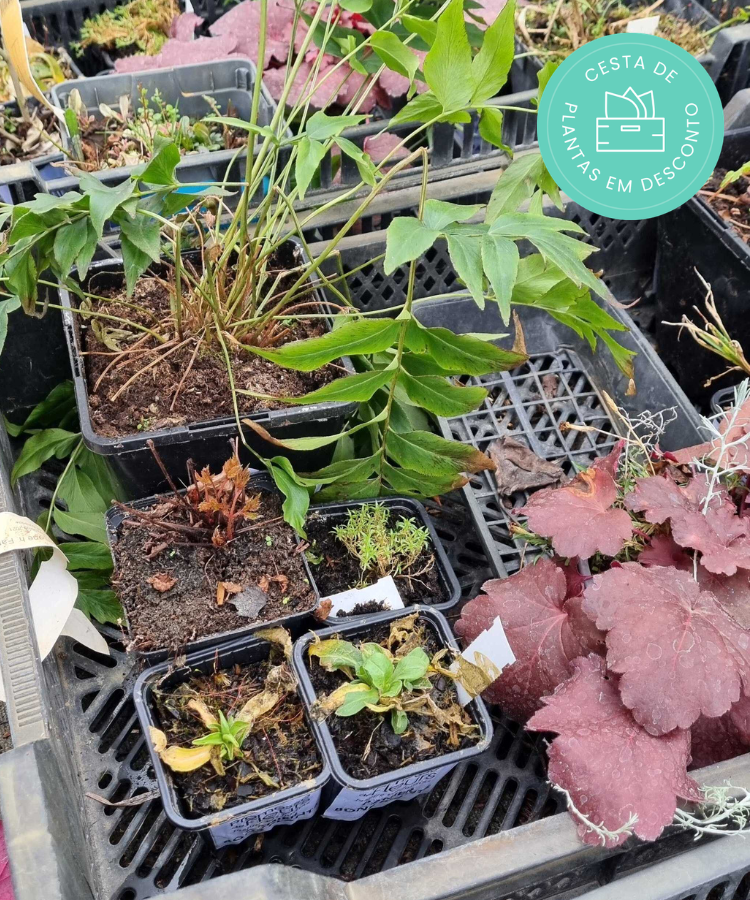 Encomende o seu cesto de plantas em desconto