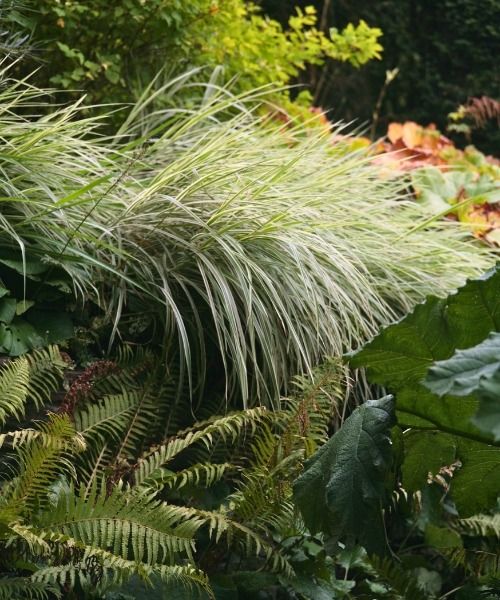Até 30% de desconto numa seleção de plantas!