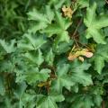 Bordo campestre - Acer campestre