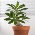 Adenium - Rosa do deserto
