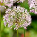 Allium - Alho ornamental
