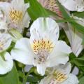 Alstroemérias brancas