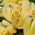 Alstroemérias amarelas