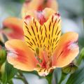 Alstroemérias laranja
