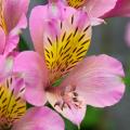 Alstroemérias rosa