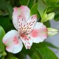 Alstroemérias rústicas