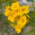 Arbustos exóticos de flores amarelas e laranja