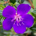 Arbustos Exóticos de Flores Violetas, Malvas ou Púrpuras