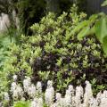 Arbustos para pequenos jardins