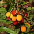 Arbutus - Arbutus