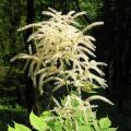 Aruncus - Barba-de-Cabra