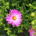 Asters de flores cor-de-rosa