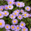 Ásteres Alpinos - Aster alpinus